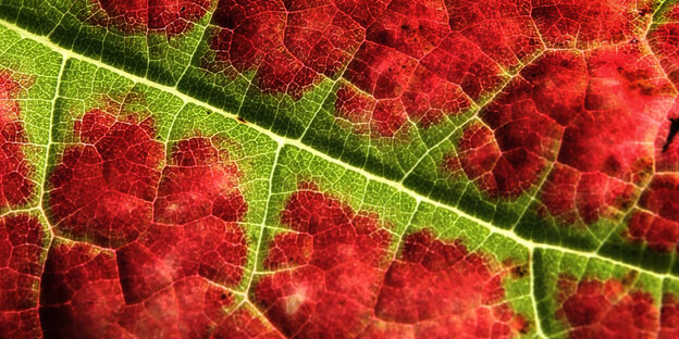 Ein Blatt ist rot und grün Ein Blatt ist rot und grün