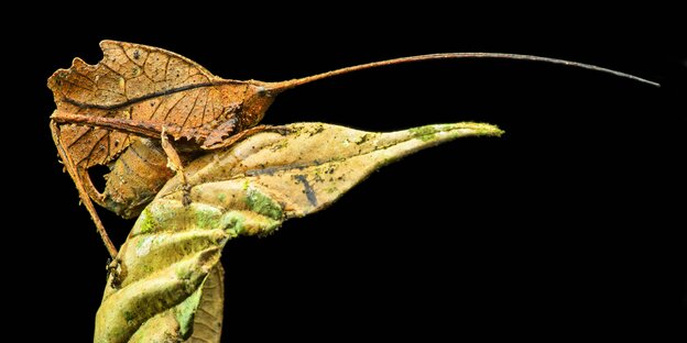 Auf einem grünen Blatt sitzt eine Laubheuschrecke, als altes Blatt getarnt Auf einem grünen Blatt sitzt eine Laubheuschrecke, als altes Blatt getarnt