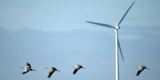 Vier Kraniche fliegen an einem Windrad vorbei