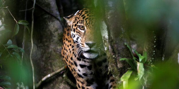 Ein Jaguar liegt auf einem Baum im brasilianischen Mamirauá Sustainable Development Reserve. Ein Jaguar liegt auf einem Baum im brasilianischen Mamirauá Sustainable Development Reserve.