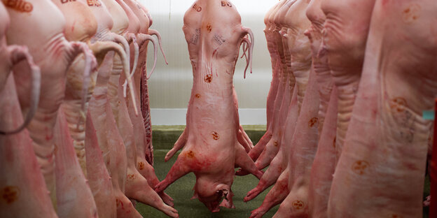 Schweinehälften hängen in einem Kühlhaus Schweinehälften hängen in einem Kühlhaus