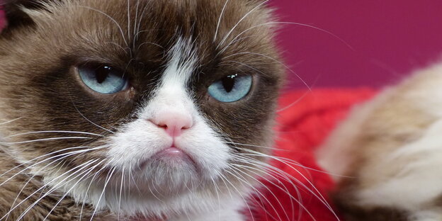 Grumpy Cat, das Original Grumpy Cat, das Original