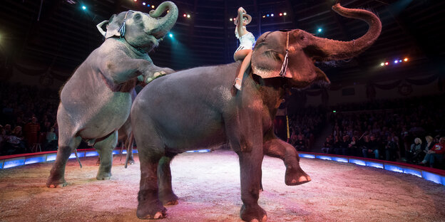 Ein Elefant stützt seine Vorderbeine in der Manege auf das Hinterteil eines anderen.