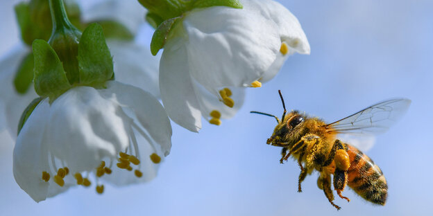 Eine Honigbiene fliegt auf eine Kirschblüte zu Eine Honigbiene fliegt auf eine Kirschblüte zu