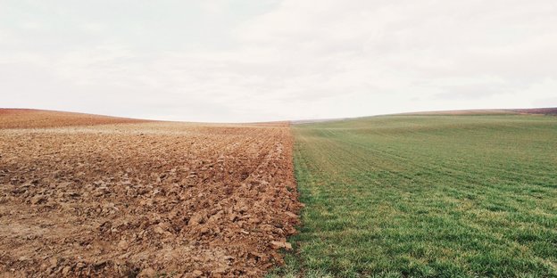 Ein bestelltes und ein nicht-bestelltes Feld Ein bestelltes und ein nicht-bestelltes Feld