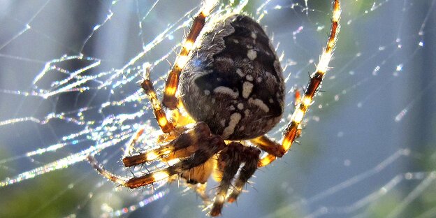 Eine Spinne Eine Spinne