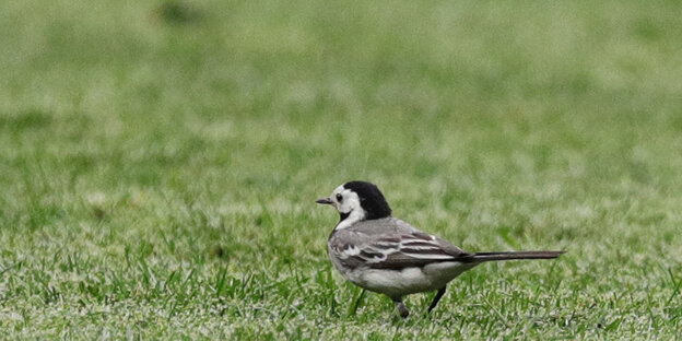 Ein Vogel auf dem Rasen eines Fußballstadions Ein Vogel auf dem Rasen eines Fußballstadions