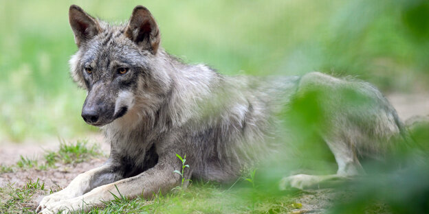 Wolf in einem Gehege Wolf in einem Gehege