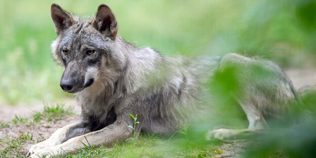 Wolf in einem Gehege