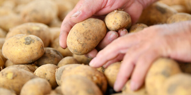 Hände wühlen in Kartoffeln Hände wühlen in Kartoffeln