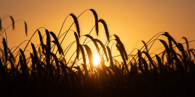 Sonnenaufgang hinter Getreidefeld Sonnenaufgang hinter Getreidefeld