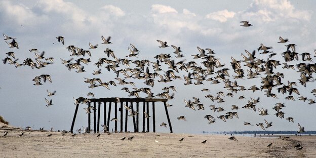 Vogelschwarm über dem Rest der Plattform Vogelschwarm über dem Rest der Plattform