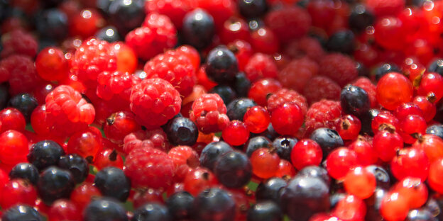 Himbeeren, Blaubeeren und Johannisbeeren gemixt Himbeeren, Blaubeeren und Johannisbeeren gemixt