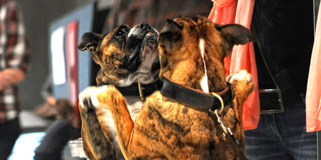 Ein Hund sieht sich selbst im Spiegel Ein Hund sieht sich selbst im Spiegel