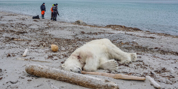 Eisbär auf Kreuzfahrt erschossen - ein toter Eisbär liegt am Strand Eisbär auf Kreuzfahrt erschossen - ein toter Eisbär liegt am Strand
