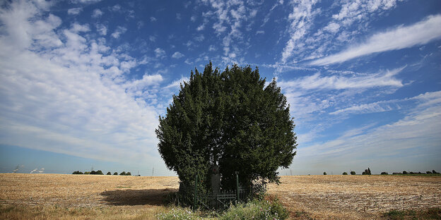 Ein Baum auf einem trockenen Feld, darüber der blaue Sommerhimmel Ein Baum auf einem trockenen Feld, darüber der blaue Sommerhimmel