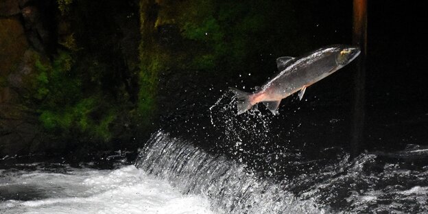 Lachsflucht in Chile - ein Fisch springt aus einem Fluss Lachsflucht in Chile - ein Fisch springt aus einem Fluss