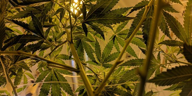 Cannabis-Blatt Cannabis-Blatt