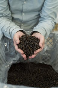 Zwei Hände voller Pfefferkörner, in einem Sack darunter sind noch mehr Zwei Hände voller Pfefferkörner, in einem Sack darunter sind noch mehr