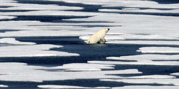 ein Eisbär steigt aus dem Wasser aufs Eis ein Eisbär steigt aus dem Wasser aufs Eis