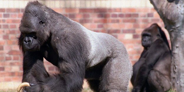 ein großer Gorilla mit einem Würstchen in der Hand, im Hintergrund ein weiterer ein großer Gorilla mit einem Würstchen in der Hand, im Hintergrund ein weiterer