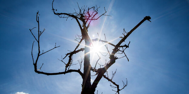 Sonne scheint durch einen vertrockneten Baum Sonne scheint durch einen vertrockneten Baum