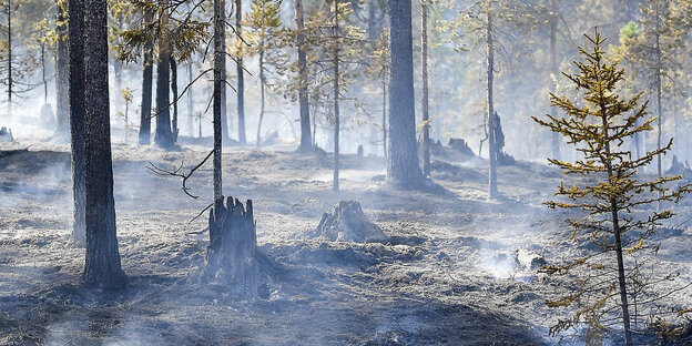 Abgebrannte Bäume nach Waldbrand in Mittelschweden Abgebrannte Bäume nach Waldbrand in Mittelschweden