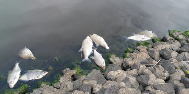 Tote Brassen schwimmen im niedersächsischen Greetsiel. Tote Brassen schwimmen im niedersächsischen Greetsiel.