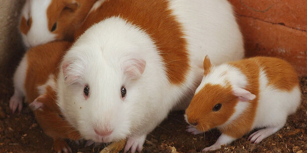 ein ausgewachsener Hamster und drei kleine ein ausgewachsener Hamster und drei kleine