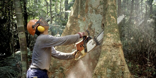 Holzfäller im brasilianischen Regenwald Holzfäller im brasilianischen Regenwald