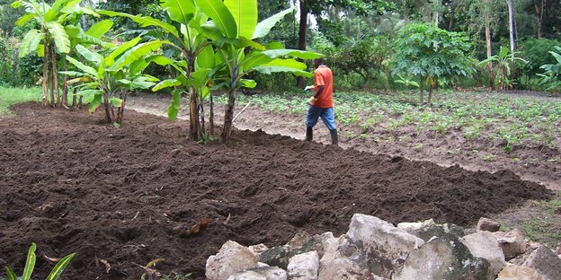 Gemüsegarten mit Bananenstauden Gemüsegarten mit Bananenstauden