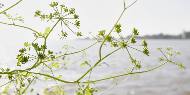 Grüne Blüten über der Elbe, am anderen Ufer sind in der Ferne Bäume