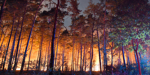 Kiefern, dahinter gelbe Flammen