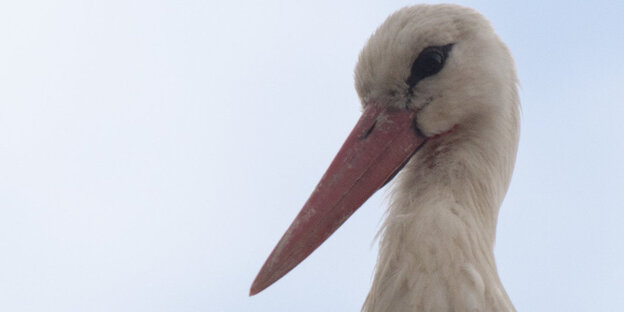 Storch