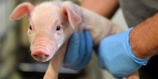 Ein kleines Ferkel wird von Händen mit blauen Handschuhen getragen Ein kleines Ferkel wird von Händen mit blauen Handschuhen getragen