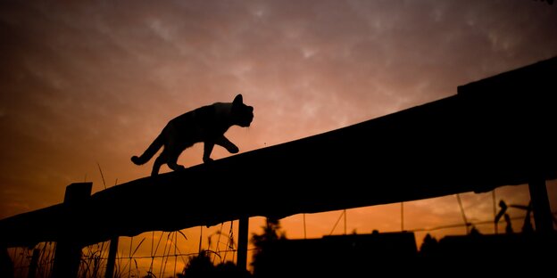 Eine Katze läuft in der Morgendämmerung über einen Weidezaun