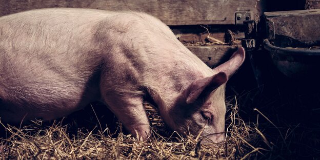 Ein Schwein im Stroh Ein Schwein im Stroh