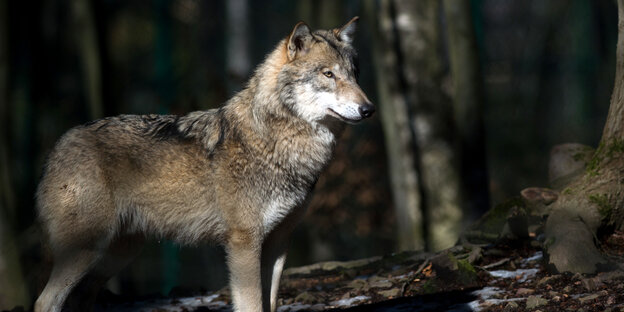 Ein Wolf auf einer Lichtung