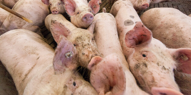 Schweine stehen in einem Stall Schweine stehen in einem Stall