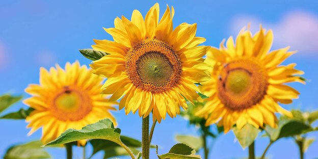 Drei Sonnenblumen Drei Sonnenblumen