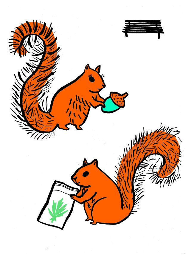 Die Illustration zeigt Eichhörnchen mit Eicheln bzw. einem Drogenpäckchen Die Illustration zeigt Eichhörnchen mit Eicheln bzw. einem Drogenpäckchen