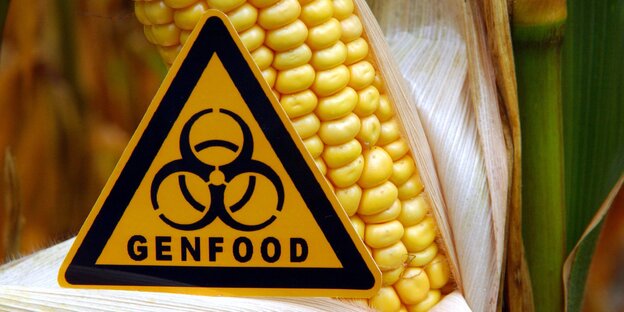 Vor einer Maispflanze ist ein Warnschild mit der Aufschrift "Genfood" zu sehen Vor einer Maispflanze ist ein Warnschild mit der Aufschrift "Genfood" zu sehen