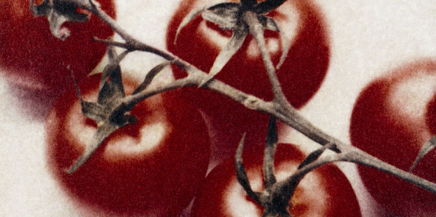 Eine Tomatenrispe Eine Tomatenrispe