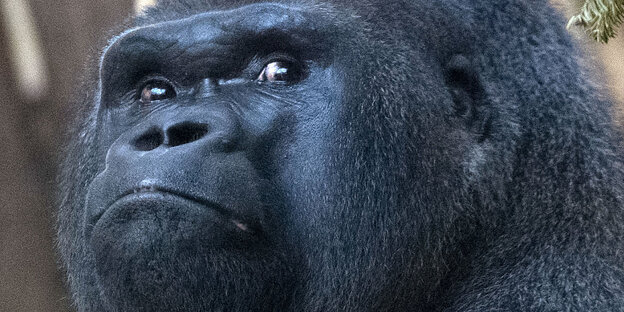 Ein Gorilla guckt Ein Gorilla guckt