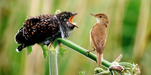 Ein Kuckucksküken will was zu Essen haben Ein Kuckucksküken will was zu Essen haben