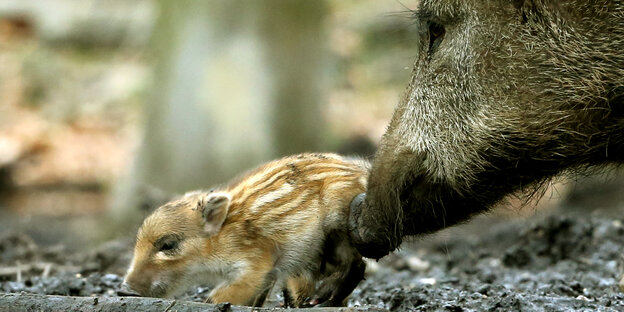 Wildschwein mit einem Frischling im Wald Wildschwein mit einem Frischling im Wald