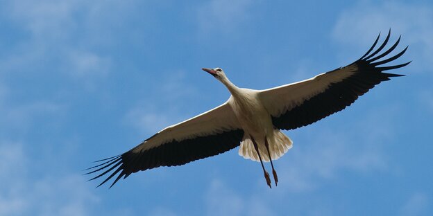 Ein fliegender Storch. Ein fliegender Storch.
