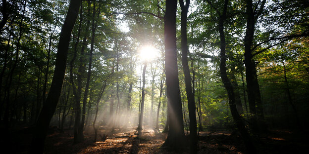 Sonnenlicht scheint durch die Bäume eines Mischwalds Sonnenlicht scheint durch die Bäume eines Mischwalds