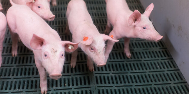 Ferkel stehen im Stall Ferkel stehen im Stall