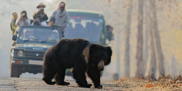 Vor zwei Autos mit fotografierenden Touristen läuft ein Bär auf einer Straße Vor zwei Autos mit fotografierenden Touristen läuft ein Bär auf einer Straße